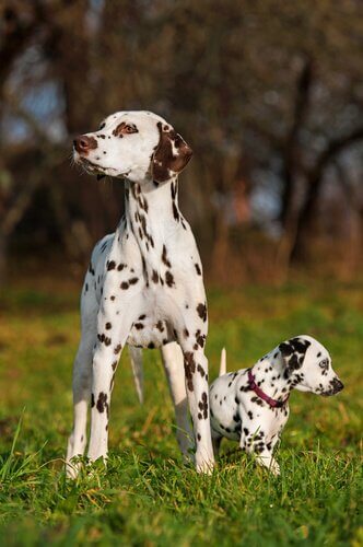 Mamma e cucciolo di cane dalmata sul prato