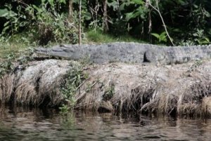 La fauna delle mangrovie