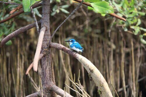 Martin pescatore blu