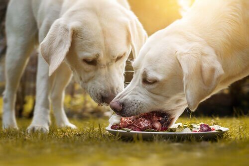 Cani che mangiano carne
