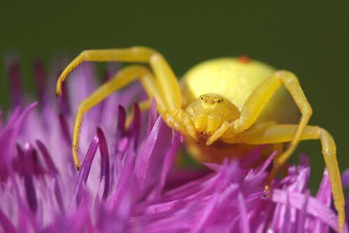 Misumena vatia su fiore