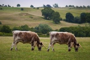 Cosa sono gli animali transgenici?