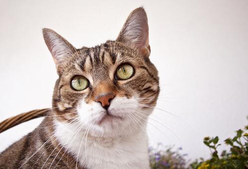 Muso in primo piano del gatto europeo