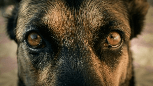 Trattamento per le verruche attorno agli occhi del cane