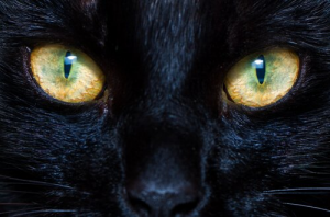 Il funzionamento delle pupille in cani e gatti