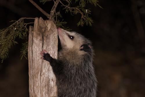 Opossum su albero