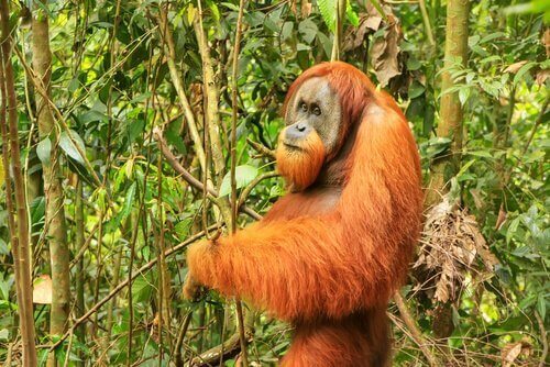 Orangotango tra fauna dell'isola di Sumatra