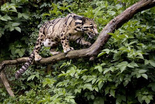 Felini selvatici: leopardo nebuloso