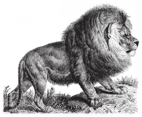 Panthera leo melanochaitu disegno