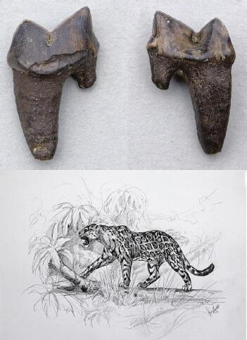 Panthera-onca-gombaszoegensis disegno