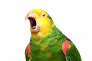 I pappagalli capiscono ciò che dicono?