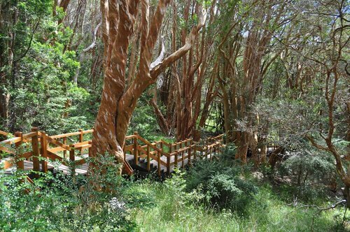 Parco nazionale Los Arrayanes