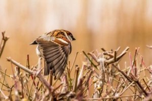 Scopriamo quanti passeri esistono
