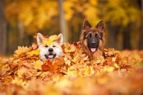 5 pericoli dell'autunno per i cani: attenzione!