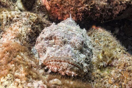 Pesce pietra, l'abitante quasi invisibile delle scogliere