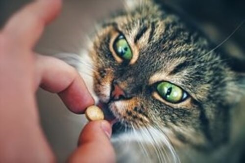 Trucchi e consigli per dare le pillole al gatto