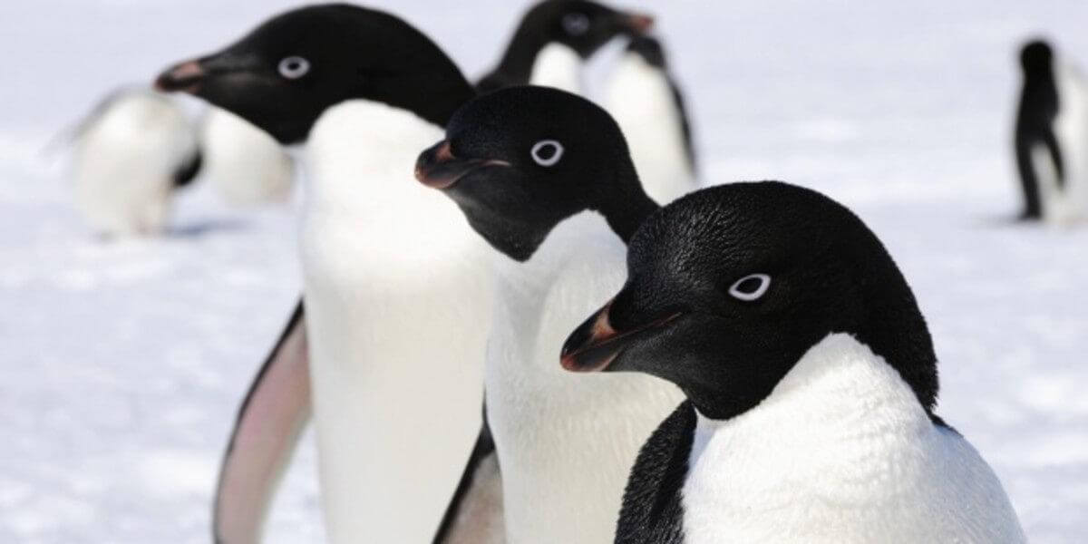 Pinguini in Antartide 