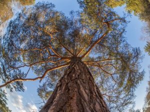 Animali e piante che non muoiono