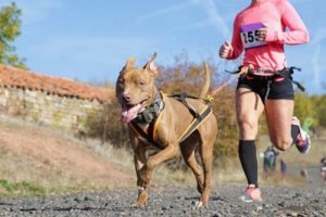 Cos'è il canicross?