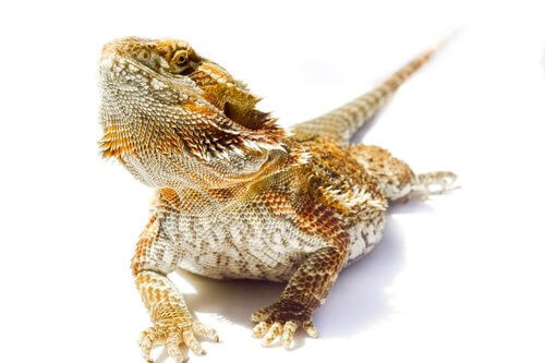 Drago barbuto pogona