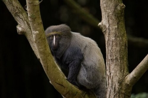 La scimmia con la faccia da gufo: caratteristiche e habitat