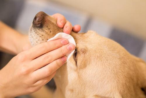 Pulire gli occhi al cane con spugnetta 