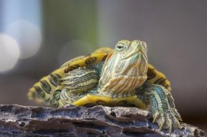 La rinite nelle tartarughe e come trattarla