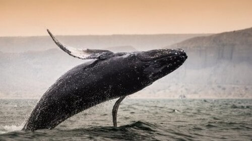 Qual è la balena più grande del mondo?