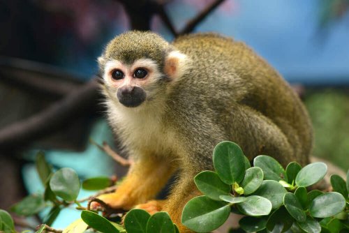 Scimmia scoiattolo su fiori