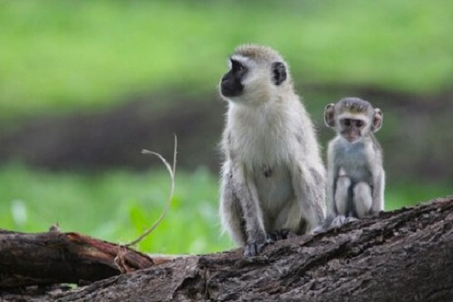 Un cercopiteco verde con il suo cucciolo