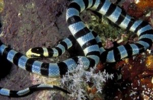 Il serpente marino, uno dei più velenosi al mondo
