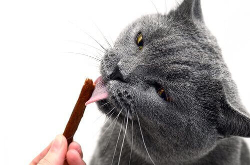 Snack come premio per addestrare il vostro gatto