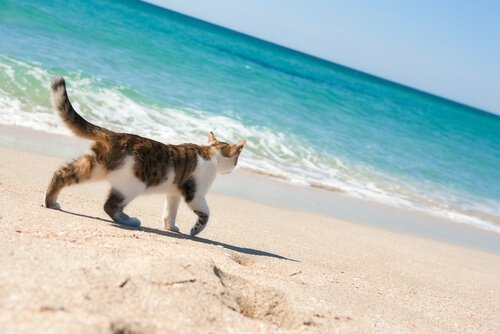 Esistono spiagge per gatti in Italia? Ebbene sì!