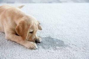 Ecco 3 tipi di tappetini igienici per cani