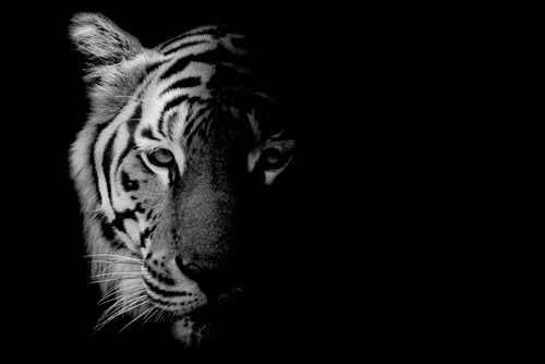 Tigre al buio