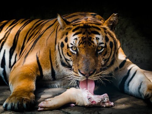 Tigre mangia preda