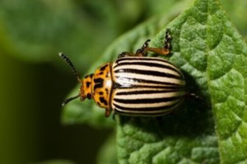 I 5 tipi di scarabei più interessanti e particolari