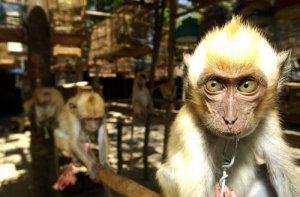 Spagna: la porta per il traffico illegale di animali in Europa