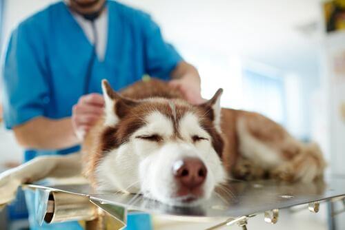 La leishmaniosi è uno dei più gravi disturbi autunnali nei cani