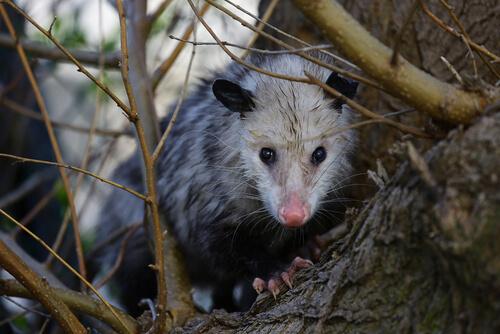 Tutto quello che dovete sapere sull'opossum