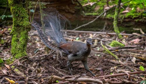 Uccello lira comune nel bosco