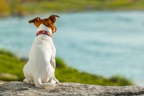 Come comunicano i cani usando la coda: coda rilassata