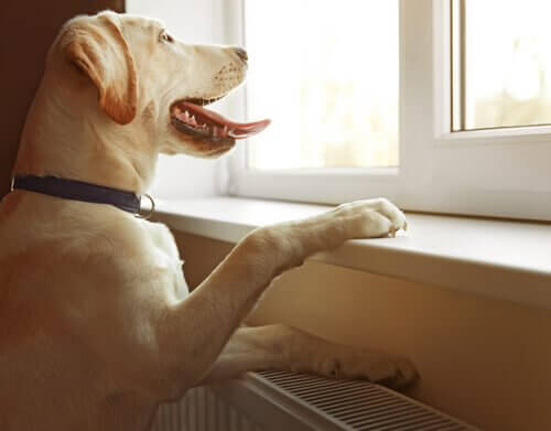 Cane guarda fuori dalla finestra