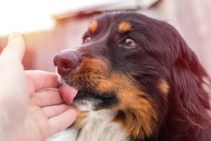 Calore nei cani: sintomi e comportamenti
