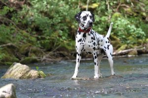 Cane dalmata: una razza molto popolare e famosa