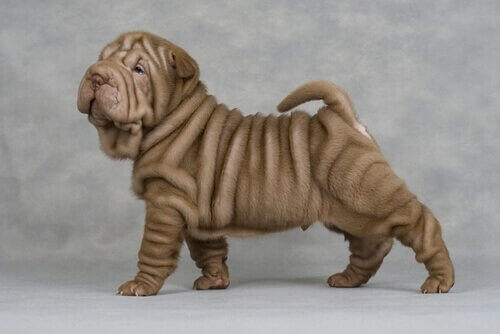 Shar pei