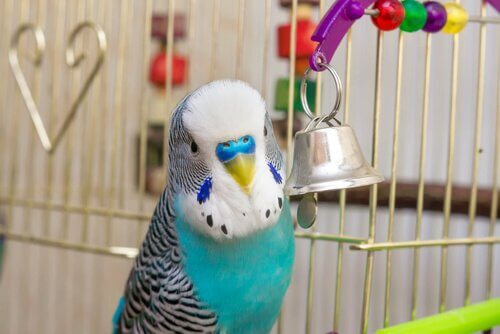 Parrocchetto azzurro tra migliori uccelli da tenere in casa