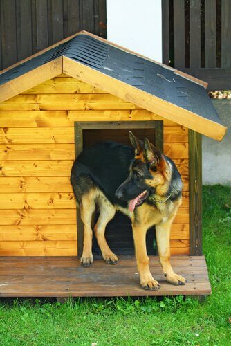Un pastore tedesco davanti alla porta di una casetta in legno