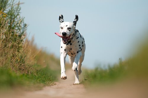 Un dalmata corre su un sentiero sterrato