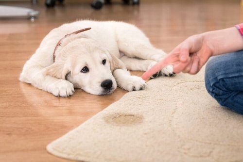 Urina del cane sul tappeto